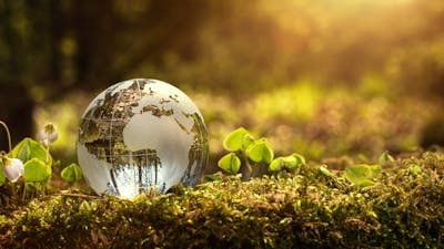 Six ways to stay environmentally friendly on a low carb or keto diet